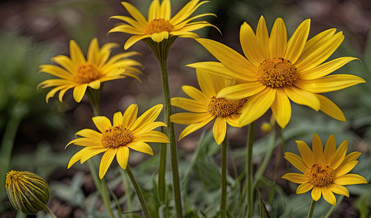 Arnica