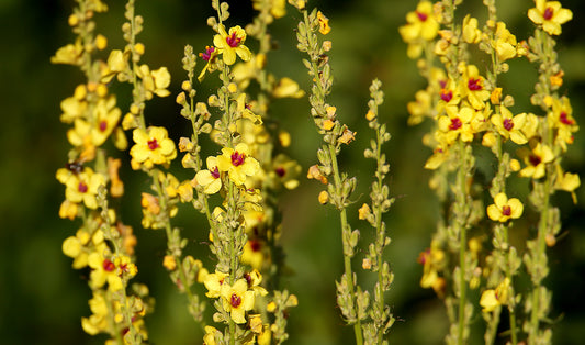 Mullein