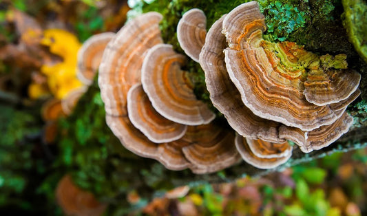 Turkey Tail Mushroom