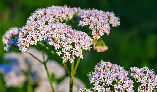 Valerian