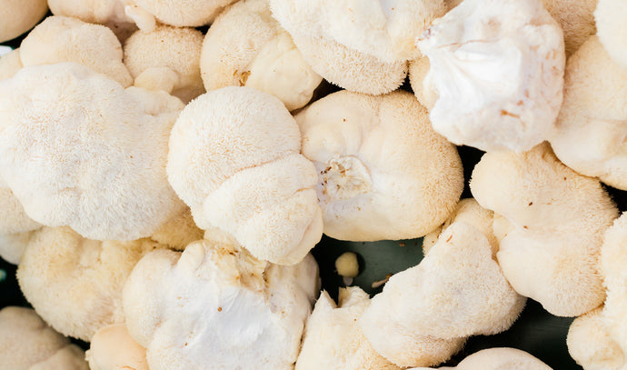 Unlocking the Benefits of Lion's Mane: A Comprehensive Guide to Harnessing the Power of the Mighty Mushroom