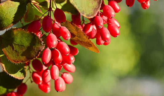 Berberine