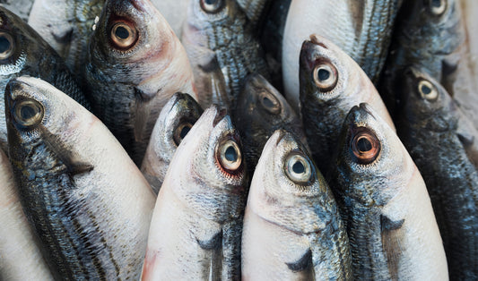 sardines