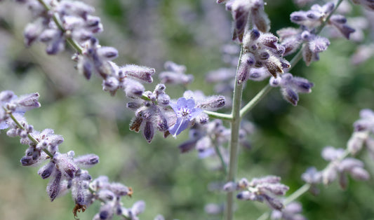 Vitex